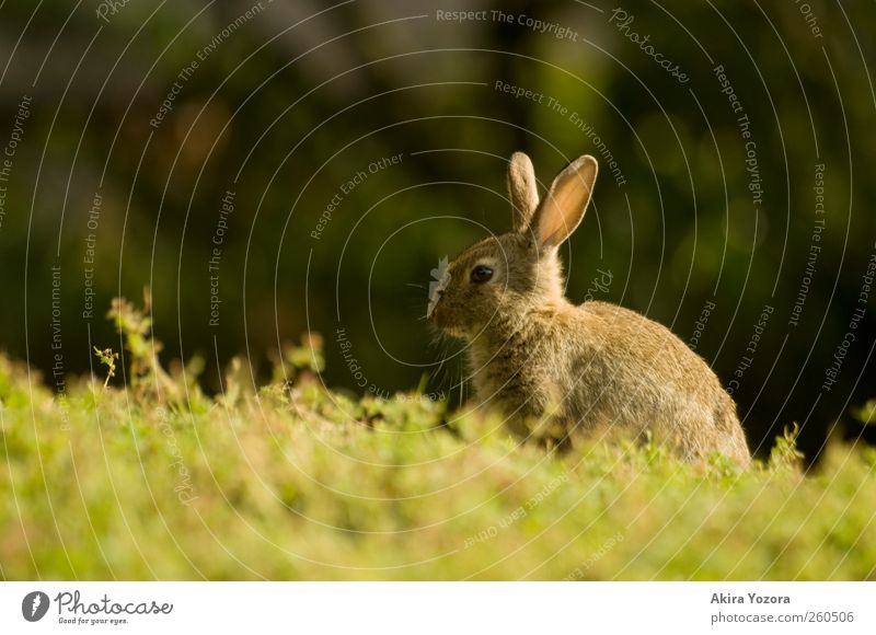 Mit Sonne im Rücken Natur Frühling Sommer Gras Wiese Tier Haustier Wildtier Hase & Kaninchen 1 sitzen warten braun grün schwarz Erholung Farbfoto Außenaufnahme