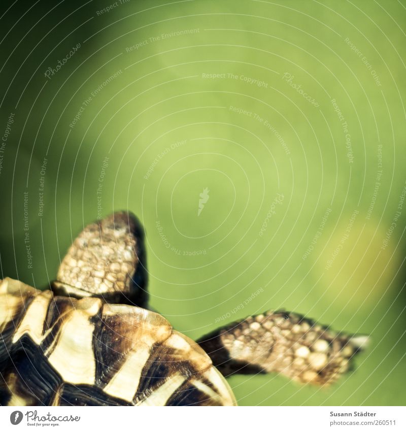 ein Bier! Umwelt Pflanze Urelemente Schönes Wetter Gras Garten Tier Wildtier Jagd Kröte Schildkrötenpanzer Panzer Rücken tierisch Wiese Farbfoto mehrfarbig