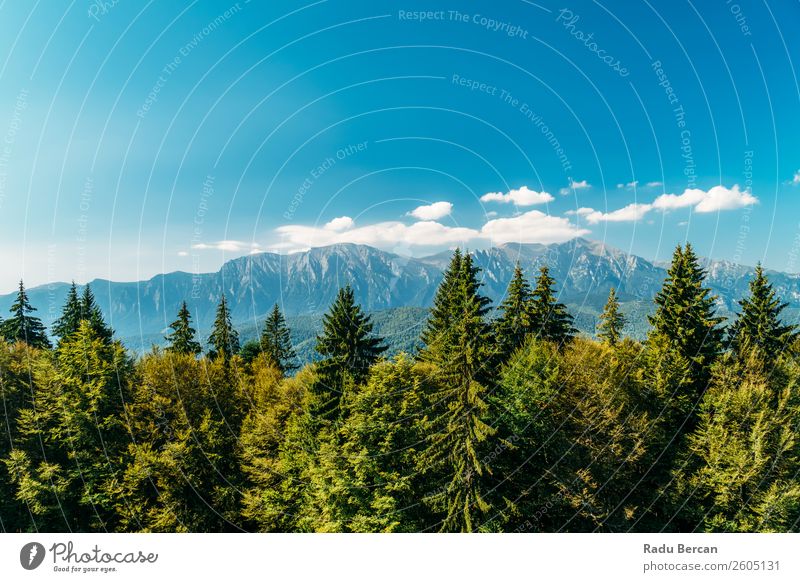 Karpatenlandschaft in Rumänien Berge u. Gebirge Landschaft schön Natur Wald Panorama (Bildformat) Himmel grün Aussicht Ferien & Urlaub & Reisen Hintergrundbild