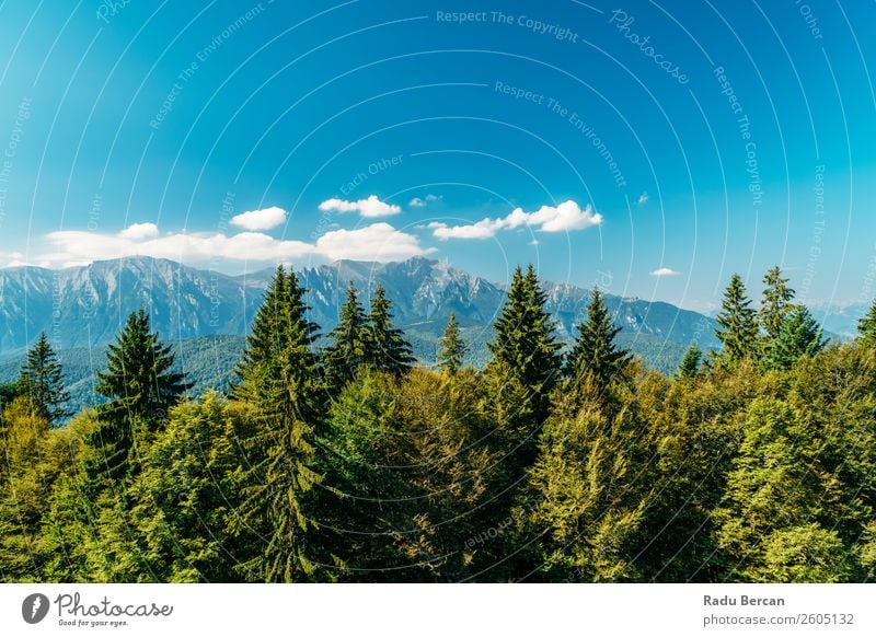 Karpatenlandschaft in Rumänien Berge u. Gebirge Landschaft schön Natur Wald Panorama (Bildformat) Himmel grün Aussicht Ferien & Urlaub & Reisen Hintergrundbild