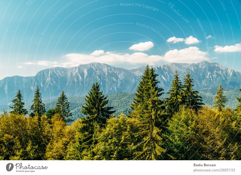 Karpatenlandschaft in Rumänien Berge u. Gebirge Landschaft schön Natur Wald Panorama (Bildformat) Himmel grün Aussicht Ferien & Urlaub & Reisen Hintergrundbild