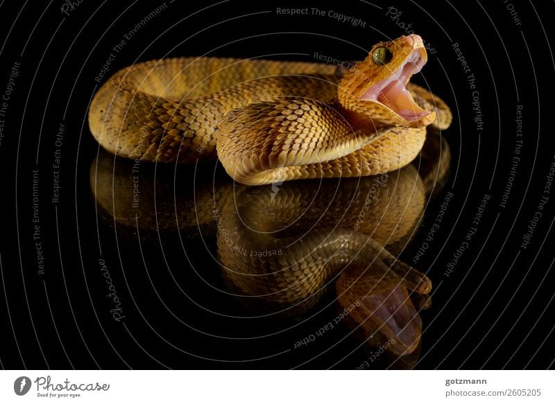 Buschviper Tier Haustier Wildtier Schlange Schuppen Zoo 1 Bewegung Essen fangen Fressen toben Aggression alt fantastisch gigantisch Unendlichkeit schön