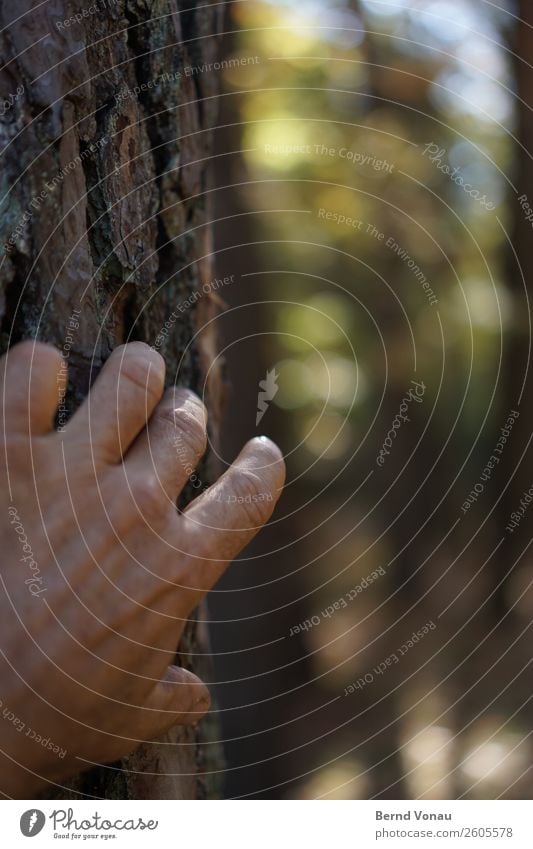 Annäherung Mensch maskulin Haut Hand Finger 45-60 Jahre Erwachsene Gefühle ruhig Leben Baum Baumrinde Kiefer berühren Wald Spaziergang langsam Neugier rau grün