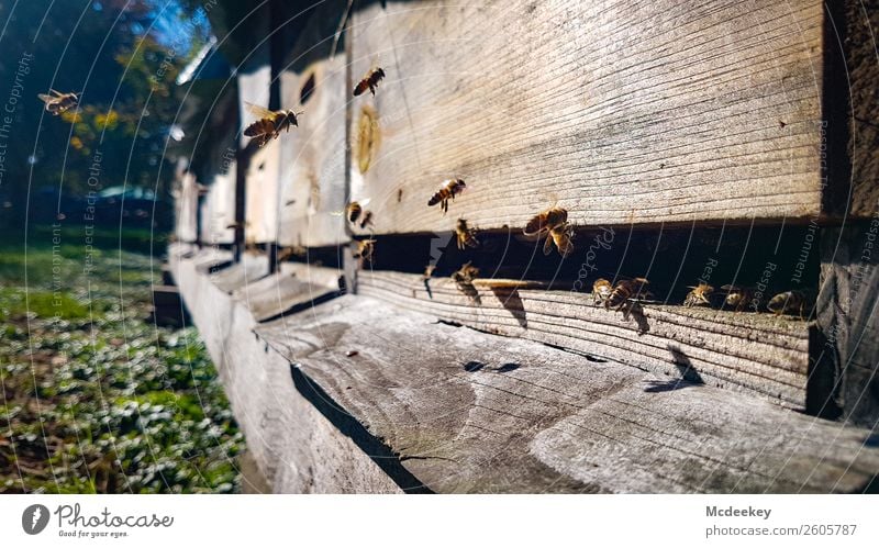 Ich bin eine Biene... Umwelt Natur Pflanze Sonne Schönes Wetter Baum Gras Garten Tier Nutztier Wildtier authentisch natürlich blau braun grau grün schwarz