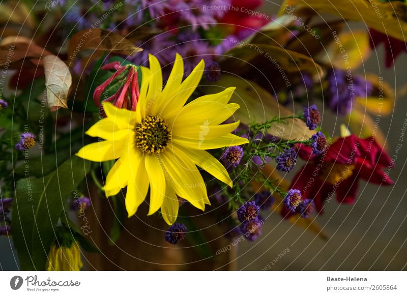 Ein kleiner Blumengruß Stil schön Feste & Feiern Geburtstag Natur Blatt Blüte Blühend Duft Blick blau gelb grün rot Gefühle Stimmung Freude Glück Fröhlichkeit