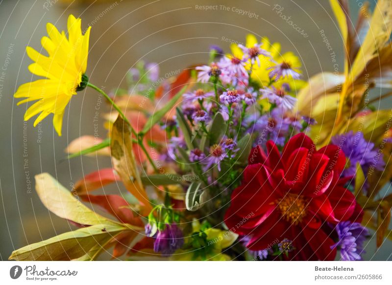 Herbstblüte Lifestyle Häusliches Leben Natur Pflanze Blume entdecken genießen leuchten dehydrieren ästhetisch Duft blau gelb rot Freude Farbe