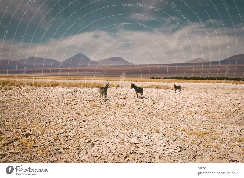 3 Esel Sommer Berge u. Gebirge Umwelt Natur Landschaft Tier Urelemente Erde Himmel Klima Schönes Wetter Wüste Nutztier Wildtier Tiergruppe hell wild Chile