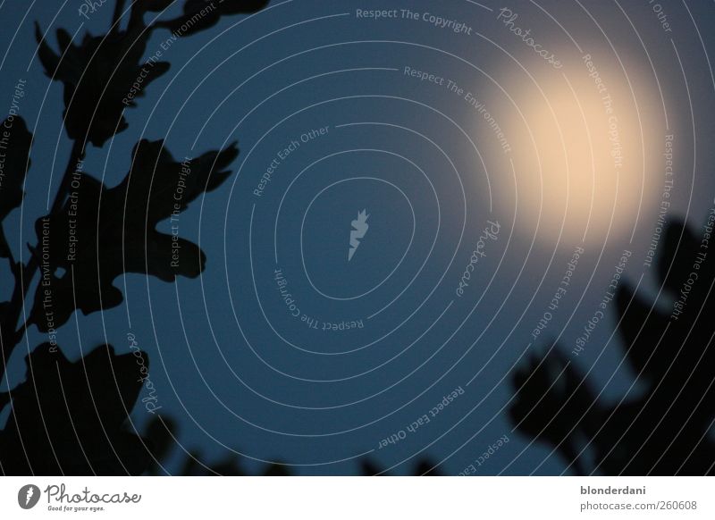 "In naher Ferne" Natur Landschaft Mond Vollmond Baum Blatt Holz bedrohlich blau ruhig Einsamkeit Mondschein Eichenblatt dunkel Farbfoto Textfreiraum Mitte Nacht