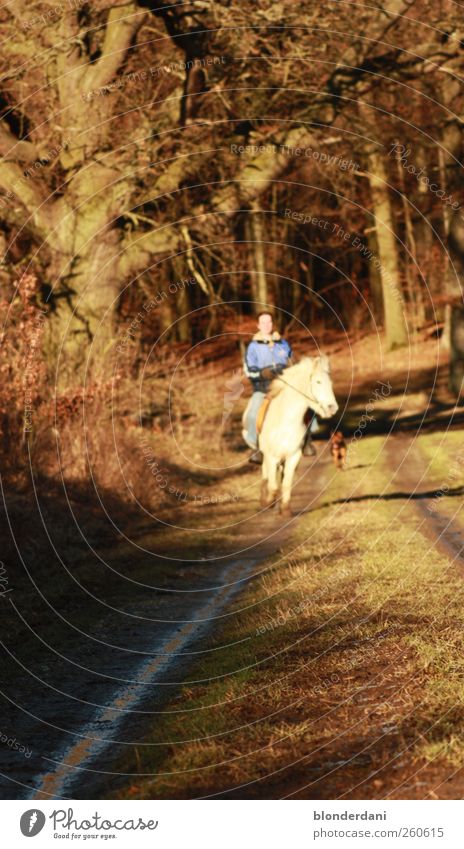 Pony!! Freizeit & Hobby Reiten Sonnenbad Reitsport Mensch maskulin Körper 1 Pflanze Tier Sonnenlicht Herbst Baum Feld Wald Pferd mehrfarbig weiß Glück Tierliebe