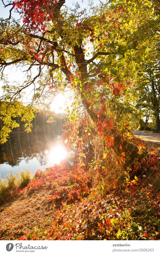 Herbst am Kanal Ast Baum Erholung Ferien & Urlaub & Reisen Garten Gras Herbstlaub Himmel Himmel (Jenseits) Menschenleer Natur Pflanze ruhig Baumstamm Sträucher