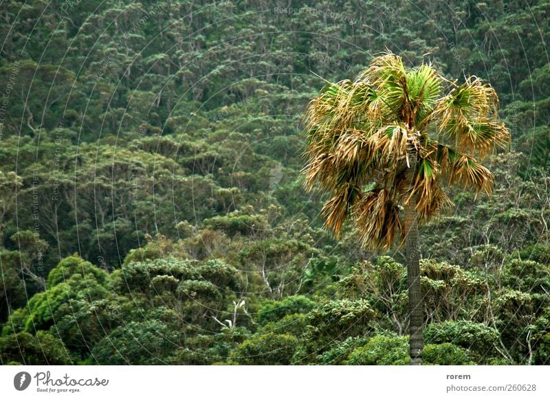 Tropen exotisch schön Ferien & Urlaub & Reisen Sommer Pflanze Wärme Baum Sträucher Blatt Urwald natürlich grün tropisch Paradies sonnig Resort Kokosnuss