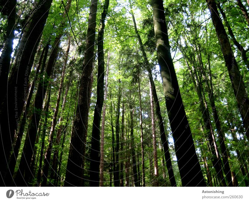 dunkler Wald Umwelt Natur Landschaft Pflanze Himmel Sommer Wetter Schönes Wetter Wärme Baum Sträucher dunkel hell hoch grün schwarz weiß Wachstum geschlossen