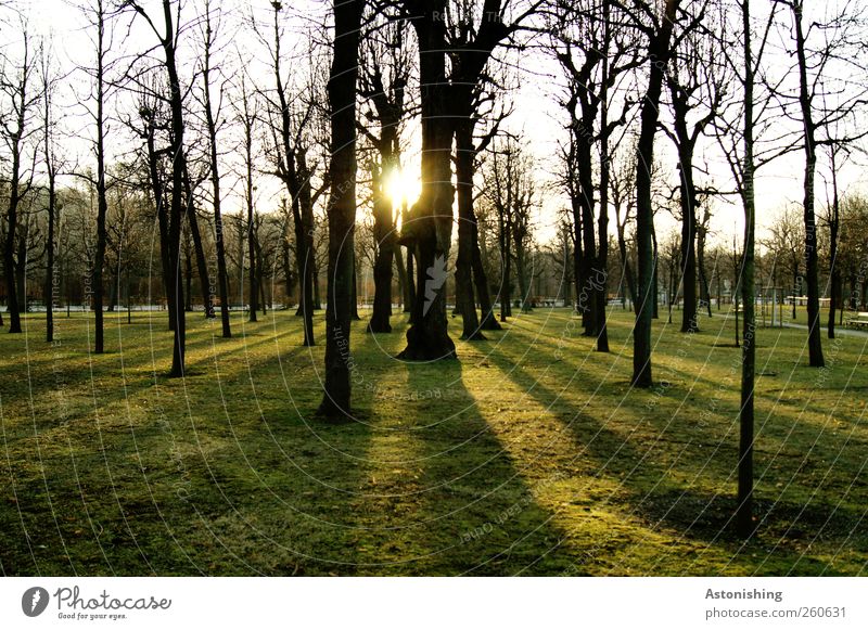 durchblinzeln Umwelt Natur Landschaft Pflanze Himmel Sonne Sonnenaufgang Sonnenuntergang Sonnenlicht Winter Wetter Schönes Wetter Wärme Baum Garten Park Wiese