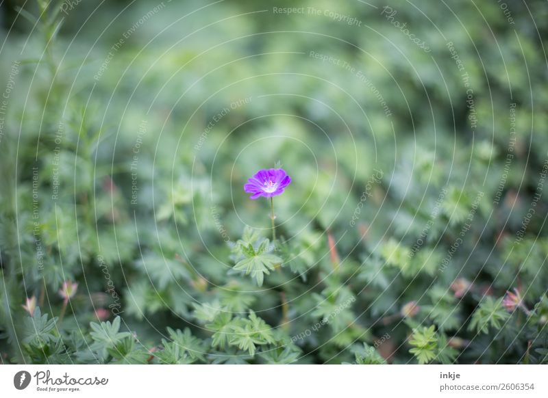 Storchenschnabel (?) Natur Pflanze Sommer Blume Blüte Bodendecker Garten Blühend klein grün violett Farbfoto Außenaufnahme Nahaufnahme Detailaufnahme