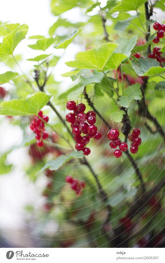 Johannisbeeren im Garten. Reif, rot. Frucht Ernährung Natur Sommer Nutzpflanze Johannisbeerstrauch frisch lecker grün reif Gartenbau Ernte Farbfoto mehrfarbig