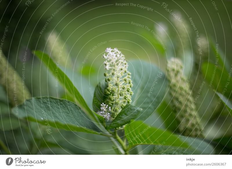 Tabakpflanze Sommer Pflanze Blume Blüte Tabakplantage Garten Blühend grün Farbfoto Außenaufnahme Nahaufnahme Detailaufnahme Makroaufnahme Menschenleer Tag Licht