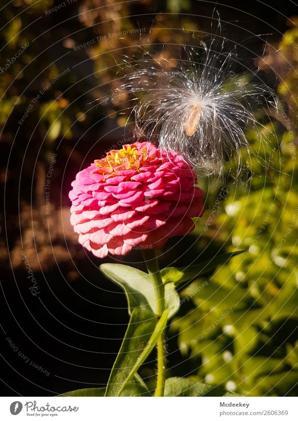 Mit Leichtigkeit Natur Pflanze Sonne Herbst Schönes Wetter Blume Gras Blatt Blüte exotisch Samen Samenpflanze Garten Blühend natürlich schön braun mehrfarbig