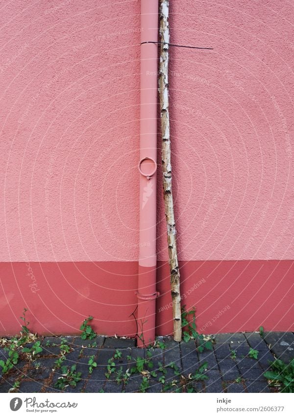 starke Bindung Baum Birke Baumstamm Menschenleer Mauer Wand Fassade Regenrinne dünn fest lang rosa Partnerschaft gebunden Kabelbinder Maibaum Farbfoto