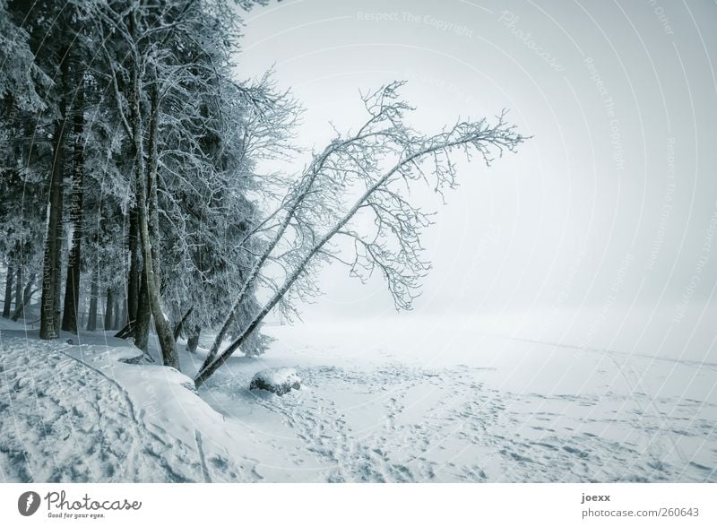 Neugierde Natur Landschaft Wolken Winter schlechtes Wetter Unwetter Nebel Eis Frost Schnee Wald See hell kalt blau schwarz weiß Idylle Mummelsee gefroren