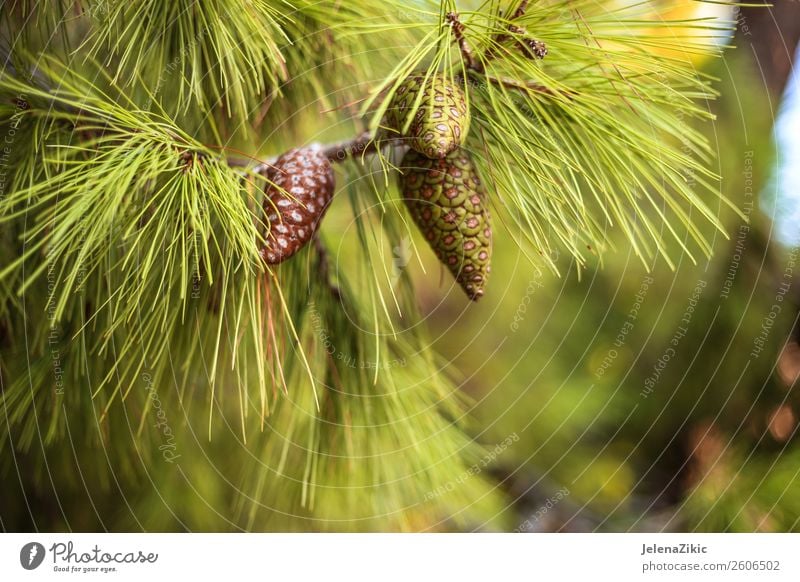 Nahaufnahme der grünen Kiefer mit jungen Zapfen schön Sommer Winter Dekoration & Verzierung Umwelt Natur Pflanze Herbst Baum Park Wald hell natürlich Farbe Holz