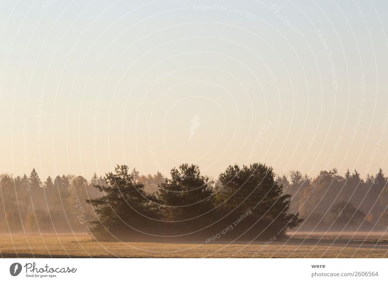 Trees on a meadow in the morning mist Natur ästhetisch ruhig Zufriedenheit cloudy sky copy space dust field landscape light misty misty fields morning sun