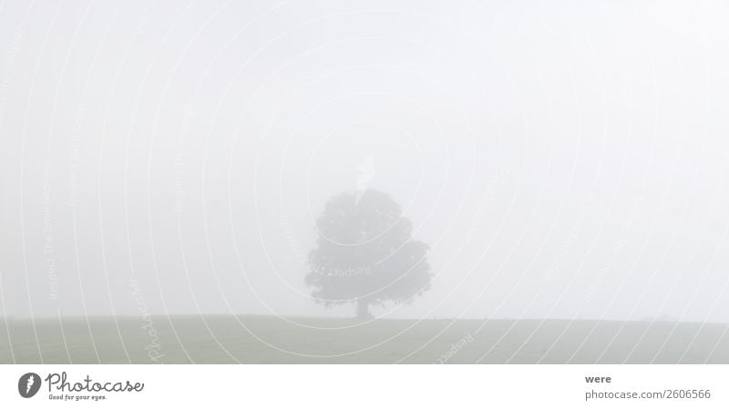 Tree on a meadow in the morning mist Natur Nebel stehen cloudy sky copy space dust field landscape light Misthaufen misty misty fields morning sun nobody