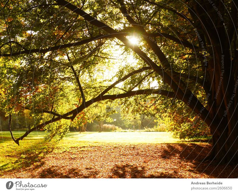 Sonnenaufgang im Park Ferien & Urlaub & Reisen Sommer Natur Sonnenuntergang Herbst Baum gelb autumn Hintergrundbild beams beautiful beauty blue color colorful