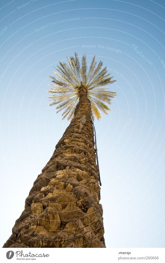 Sonnenschirm Ferien & Urlaub & Reisen Tourismus Ferne Sommer Sommerurlaub Natur Wolkenloser Himmel Klima exotisch Palme einfach schön Perspektive Farbfoto