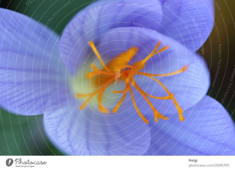 violetter Herbstkrokus mit filigranen gelben Safranfäden, Macroaufnahme aus der Vogelperspektive Umwelt Natur Pflanze Blume Blüte Stempel Blütenblatt Blattadern