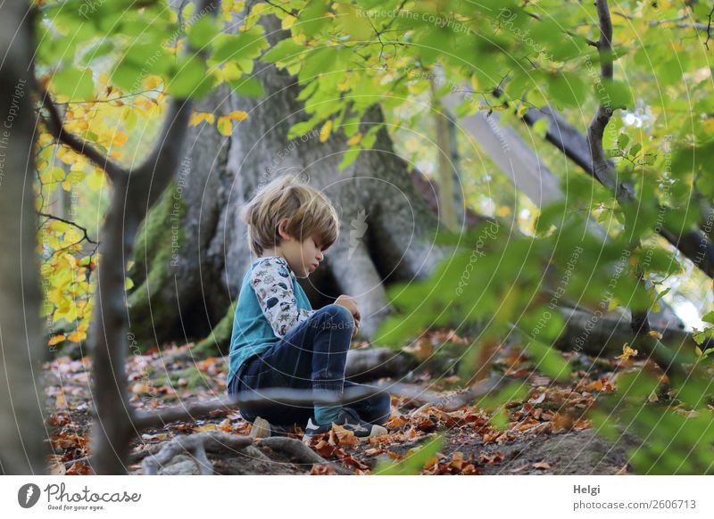 kleiner Junge sitzt auf dem Waldboden und entdeckt Schätze der Natur Mensch maskulin Kind Kindheit 1 3-8 Jahre Umwelt Landschaft Pflanze Herbst Baum Wildpflanze