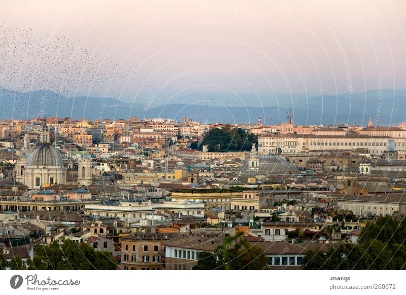 Rom Ferien & Urlaub & Reisen Tourismus Städtereise Sommerurlaub Wolkenloser Himmel Schönes Wetter Italien Haus Gebäude Vogel Schwarm schön Stimmung Farbfoto