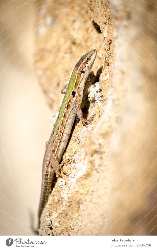 Eidechse klettert eine Mauer hoch Sand Tier Wildtier Echte Eidechsen 1 krabbeln laufen Farbfoto Außenaufnahme Textfreiraum links Textfreiraum rechts Tag