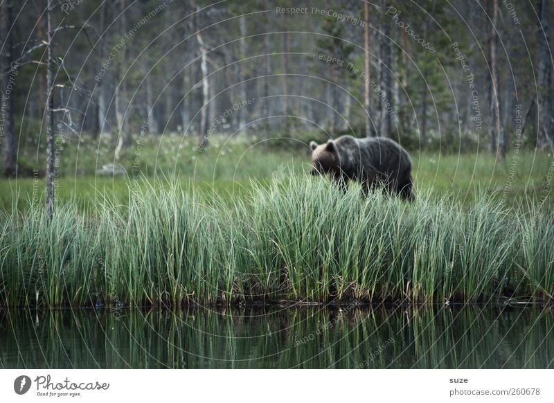 Ben der Bär Jagd Umwelt Natur Landschaft Tier Gras Wiese Wald Seeufer Fell Wildtier 1 beobachten bedrohlich Neugier stark wild braun grün Angst Wildnis Jäger