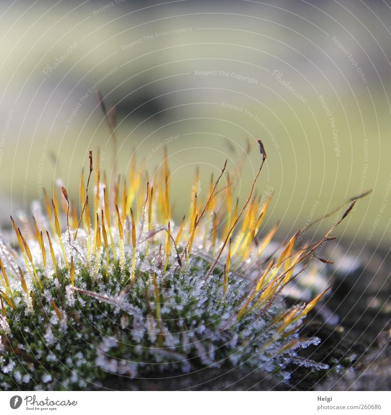 eisig kalt... Umwelt Natur Pflanze Winter Eis Frost Moos Grünpflanze Wildpflanze glänzend leuchten stehen Wachstum ästhetisch klein natürlich braun gelb grün