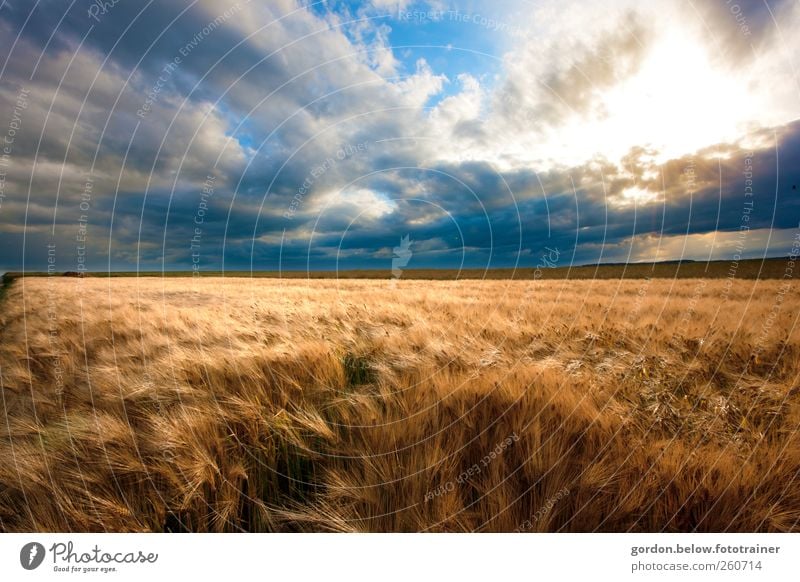 vor dem Sturm Getreide Ferne Sommer Bewegung blau braun gelb gold Weizenfeld Himmel Wolken Wind Horizont Farbfoto Außenaufnahme Menschenleer Abend Sonnenlicht