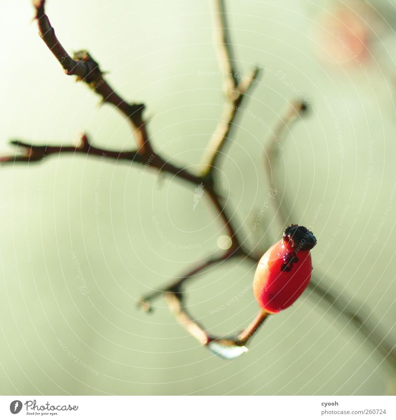 verführerisch rot Natur Pflanze Luft Herbst Winter schlechtes Wetter Wildpflanze Garten Park grau Unschärfe lecker ködern Hagebutten Ast Zweige u. Äste Stachel