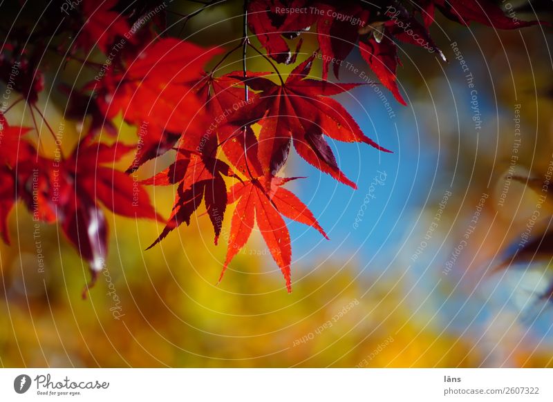 Herbstlich Natur Himmel Blatt Japanischer Ahorn Wandel & Veränderung Blätterdach mehrfarbig leuchten Farbfoto Außenaufnahme Menschenleer Tag Licht Schatten