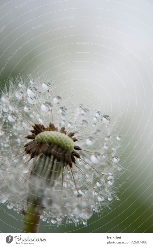 Morgentau - Pusteblume mit Wassertropfen Natur Pflanze Frühling Blume Garten glänzend leuchten nass grün weiß Begeisterung schön Löwenzahn leicht Makroaufnahme