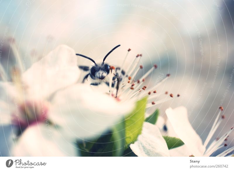 Ich kann dich sehen! Glück Ausflug Natur Pflanze Luft Sommer Blume Blatt Blüte Wildpflanze Blühend entdecken krabbeln Blick Unendlichkeit klein lustig nah schön