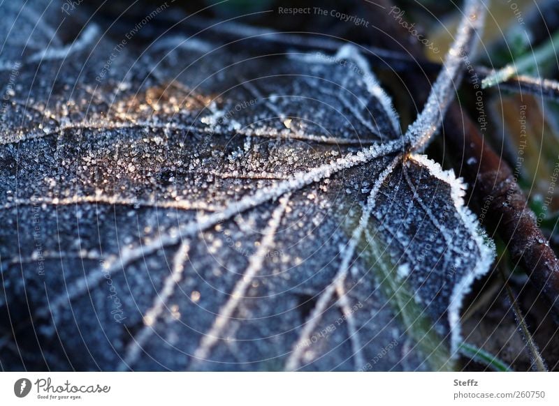 eisige Kälte und Raureif auf dem Boden Wintereinbruch Frost heimisch nordische Kälte Kälteschock winterliche Stille gefroren winterliche Ruhe eisig kalt