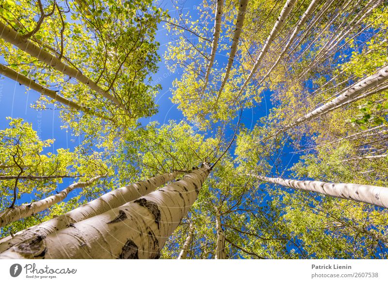 Fall in Colorado Wellness Leben Wohlgefühl Erholung ruhig Ferien & Urlaub & Reisen Tourismus Ausflug Abenteuer Ferne Berge u. Gebirge wandern Umwelt Natur