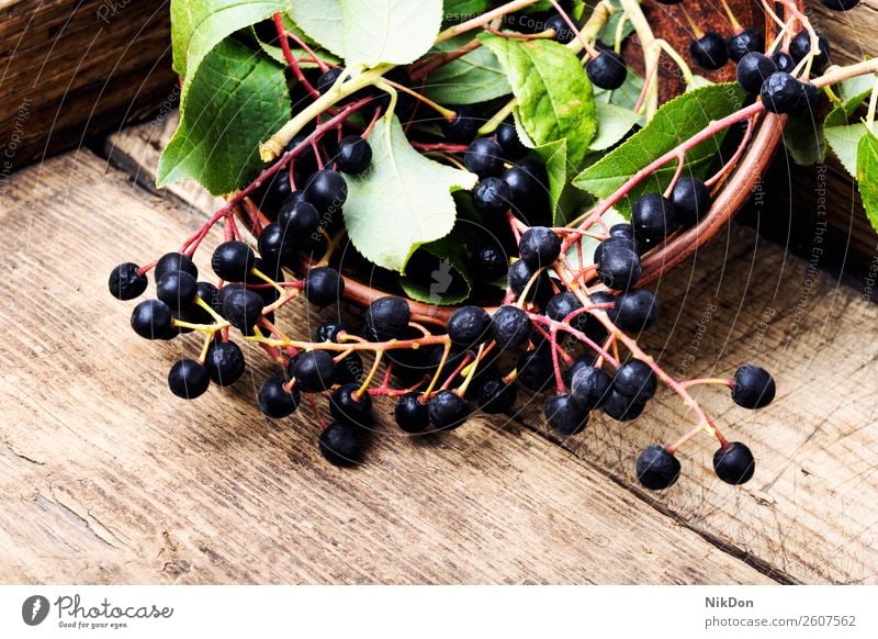 Aroniabeere mit Blatt Frucht Beeren Natur Ast Pflanze reif frisch natürlich Gesundheit roh Ernte Haufen Herbst aronia melanocarpa Vogelbeere schwarze Aronia