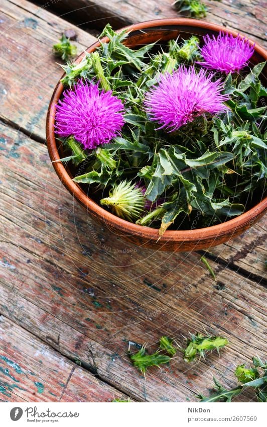 Onopordum und Kräuterkunde.Distel Stachelige Kratzdistel Pflanze Kraut Natur Kräuterbuch Medizin natürlich medizinisch Gesundheit Blüte Kräuterkundige