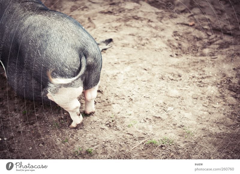 Schweinskram Landwirtschaft Forstwirtschaft Tier Erde Sand Haustier Nutztier 1 authentisch dreckig lustig natürlich braun grau Hinterteil Schwanz Ringelschwanz