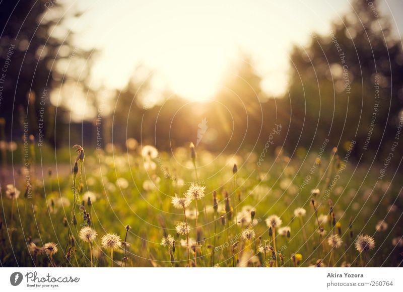 At the End of Day Natur Landschaft Himmel Sonne Sonnenaufgang Sonnenuntergang Sonnenlicht Sommer Herbst Wetter Baum Blume Gras Wiese Blühend entdecken Erholung