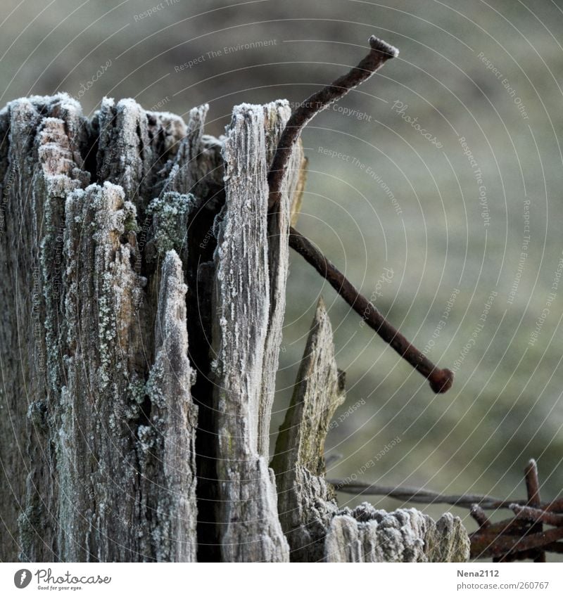 verkrummt Holz Metall Rost alt bedrohlich dunkel kaputt Spitze stachelig grau Stacheldraht Stacheldrahtzaun Zaunpfahl Nagel Barriere Biegung Farbfoto