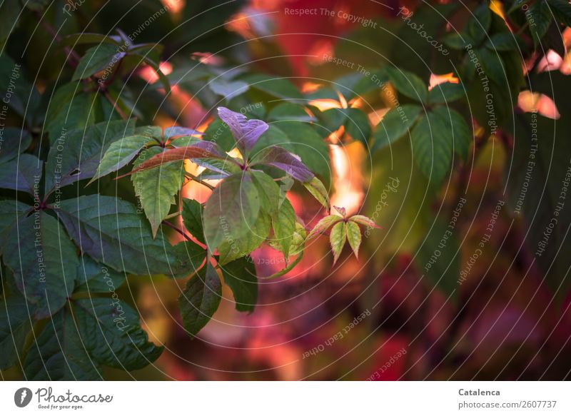 Kein Grau, Wilder Wein im Herbstlicht Natur Pflanze Schönes Wetter Blatt Garten Park ästhetisch authentisch schön braun grün orange rosa rot Stimmung