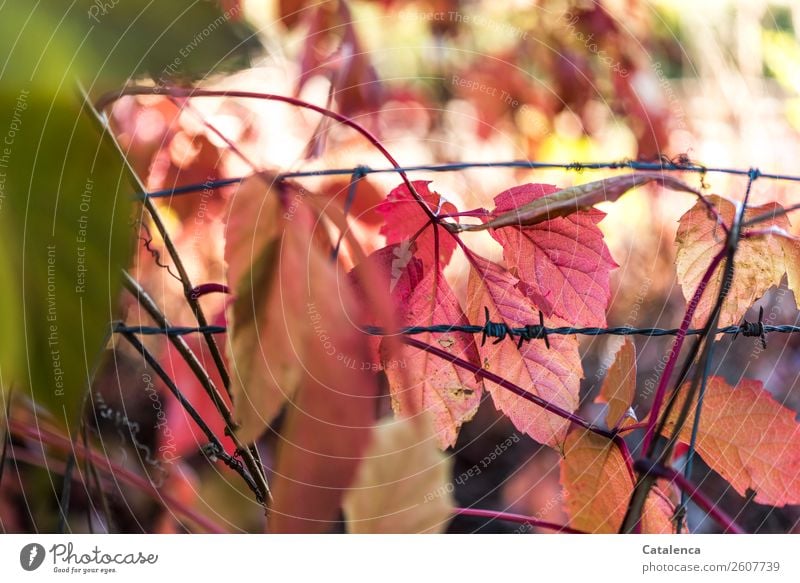 Stacheldraht und Ranken des Wilden Wein Natur Pflanze Herbst Blatt Wilder Wein Wilde Weinrebe Garten Stahl fallen leuchten dehydrieren Spitze grün orange rosa