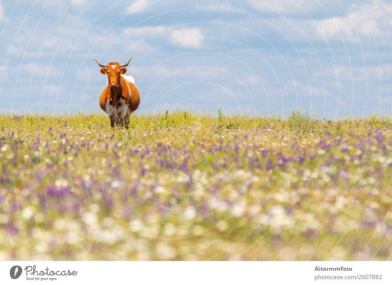 Kuh mit Hörnern im Sommerfeld mit Blumen schön Kultur Umwelt Natur Landschaft Tier Himmel Gras Wiese Dorf Fressen natürlich grün Ackerbau bovin züchten Rind