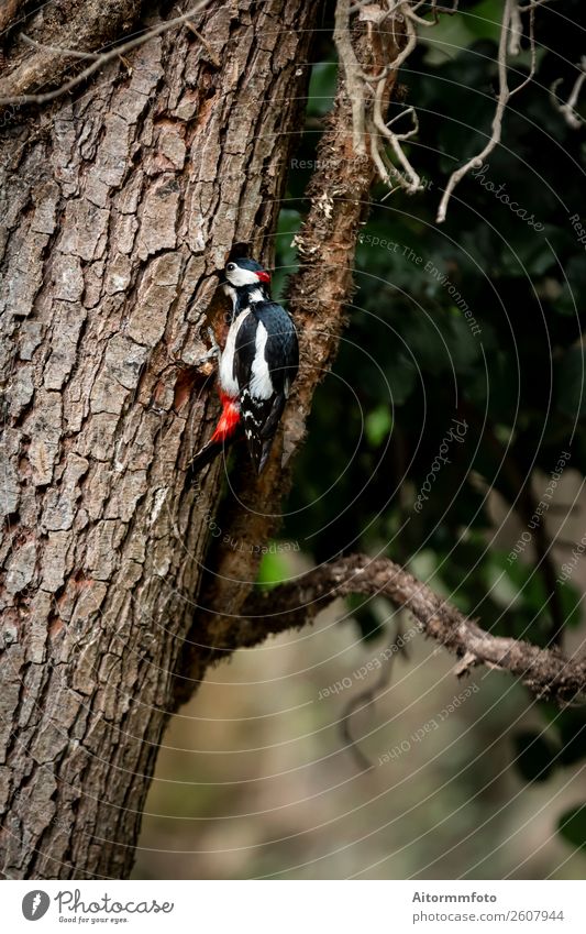 Specht vor der Fütterung des Baumstammes schön Ferien & Urlaub & Reisen Tourismus wandern Umwelt Natur Landschaft Pflanze Tier Wetter Park Wald Vogel füttern